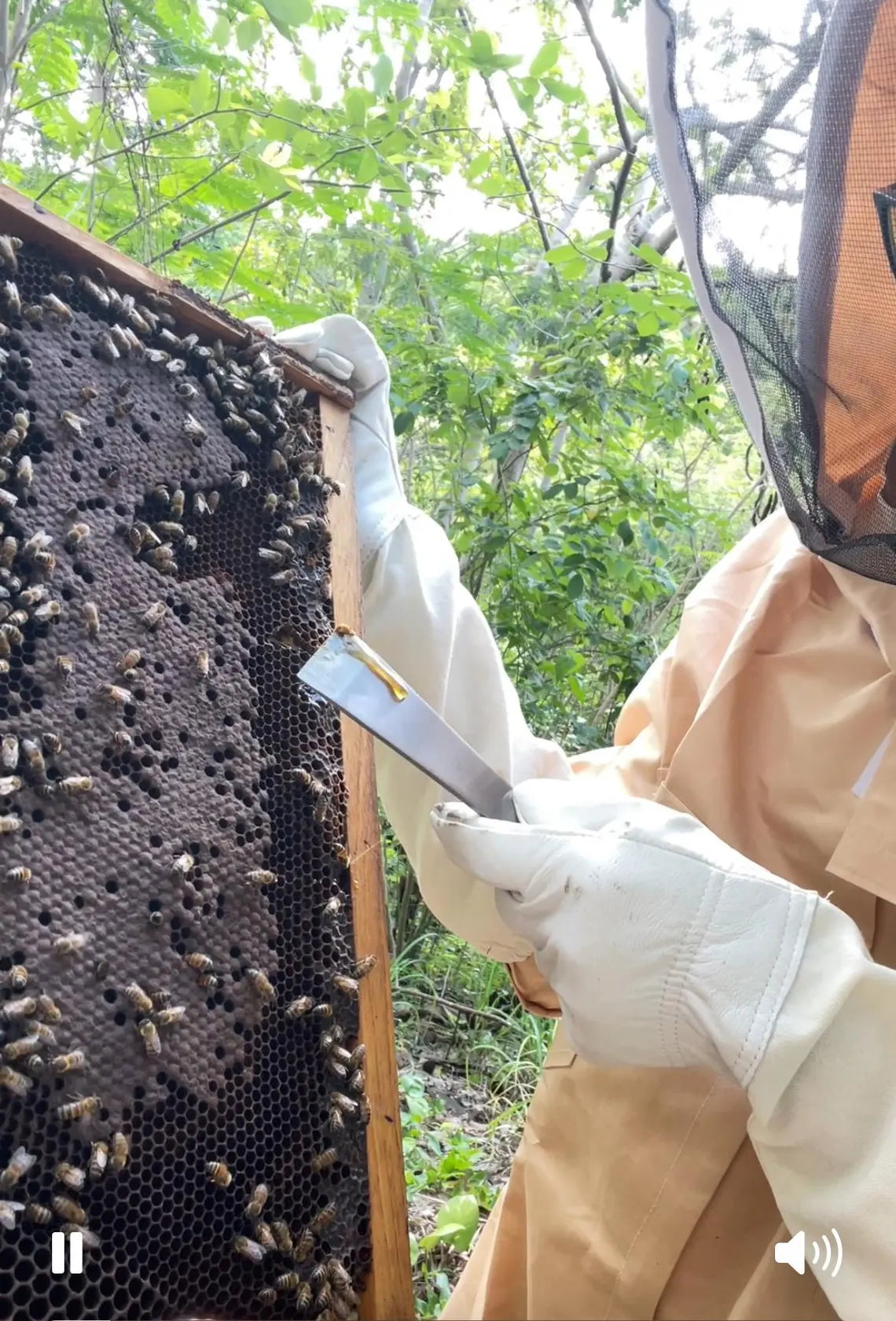 Organic Jamaican Raw Honey